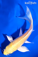 5" YAMABUKI OGON BUTTERFLY