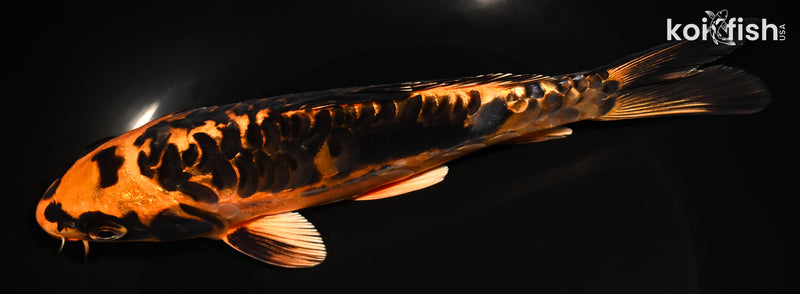 8" ARAGOKE BENI KIKOKURYU