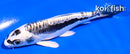 4.5" KIKOKURYU