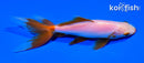 5.25" WATONAI GOLDFISH