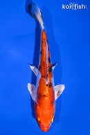7.25" HEISEI NISHIKI
