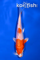 5" HARIWAKE