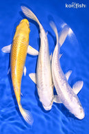 PACK OF (3) 6.5-7" STANDARD KOI