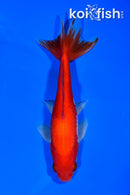 5.75" WAKIN GOLDFISH