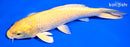 7.25" YAMABUKI OGON
