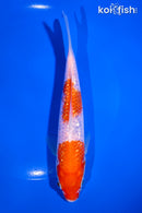 6.75" GINRIN NIDAN KOHAKU