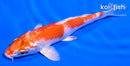 5.5" HARIWAKE