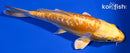 5.5" GINRIN DOITSU YAMABUKI OGON