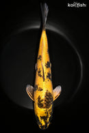 12.5" KIN KI UTSURI