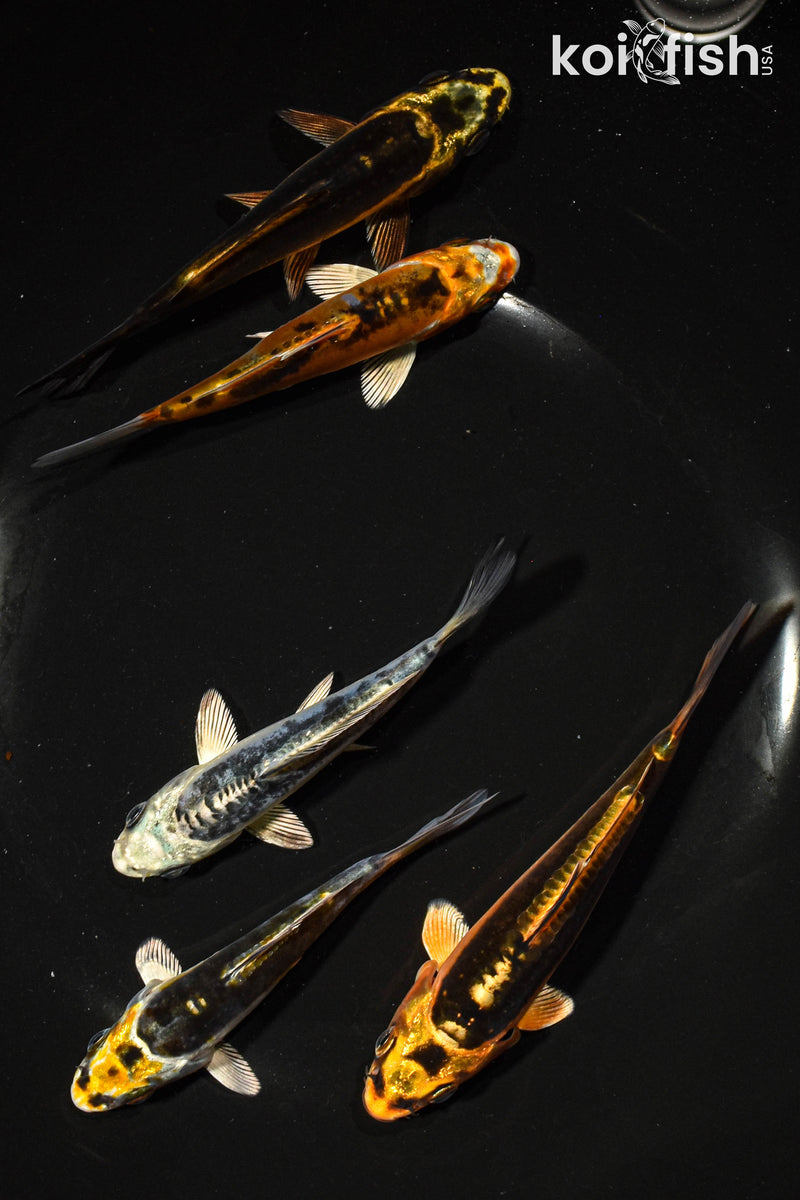 PACK OF (5) 3-4" GHOST KOI