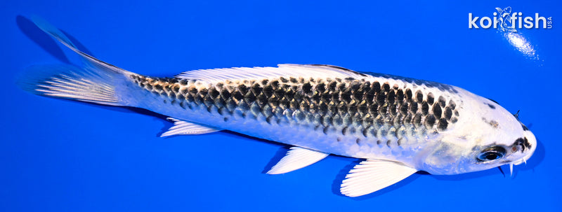 6.75" GIN MATSUBA