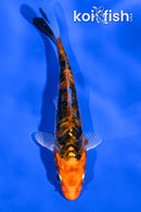 4.5" HEISEI NISHIKI