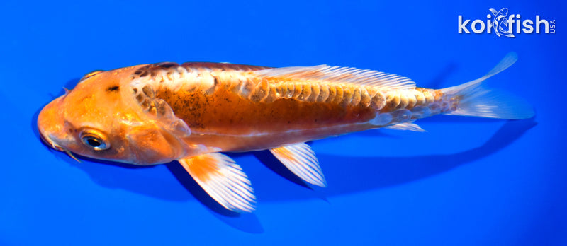 7" ARAGOKE HEISEI NISHIKI