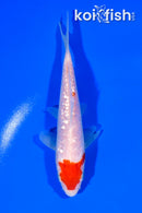 5.25" GINRIN KOHAKU