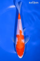 7.25" KOHAKU