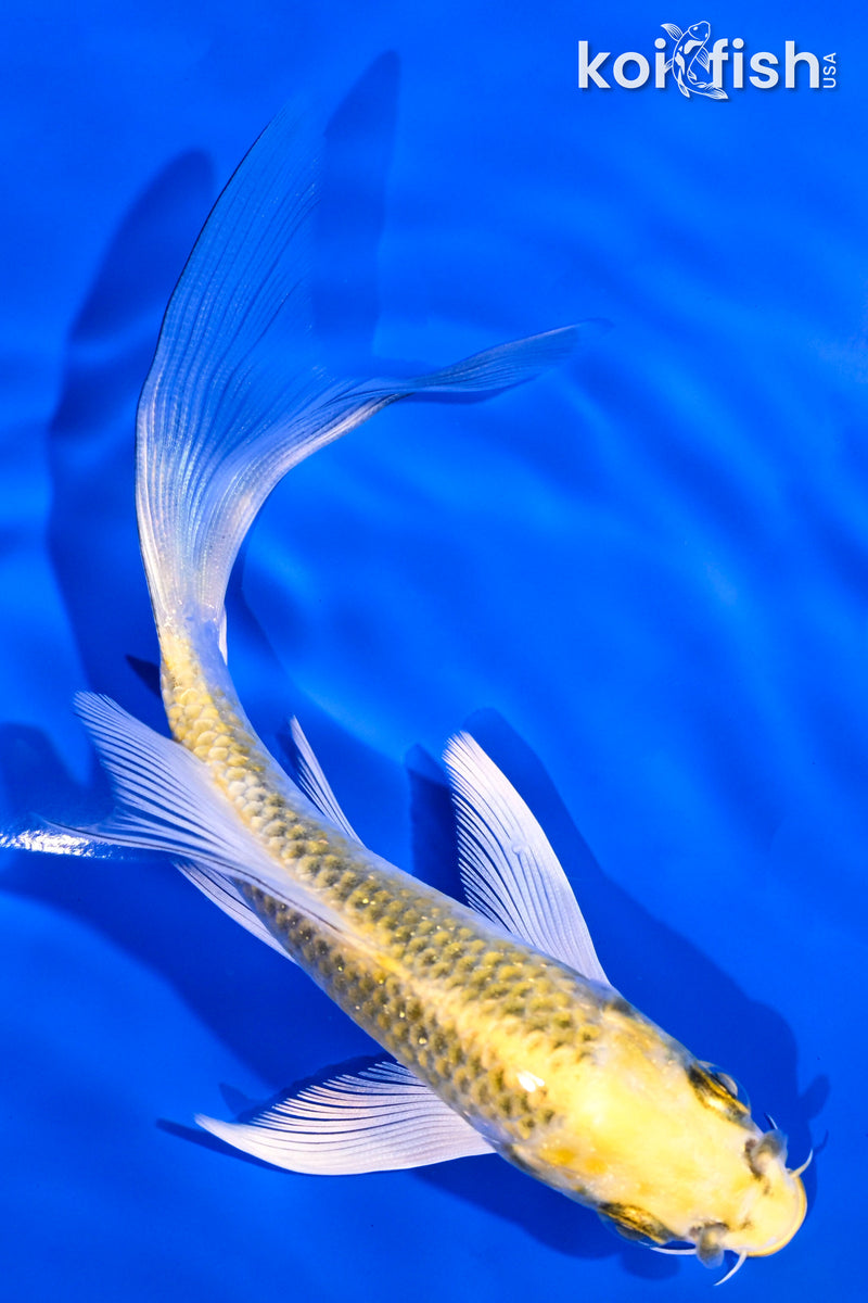 5.25" KUJAKU BUTTERFLY