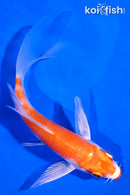 5.25" KUCHIBENI HARIWAKE BUTTERFLY