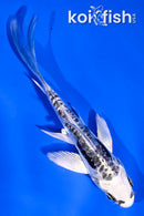 4" KIKOKURYU BUTTERFLY