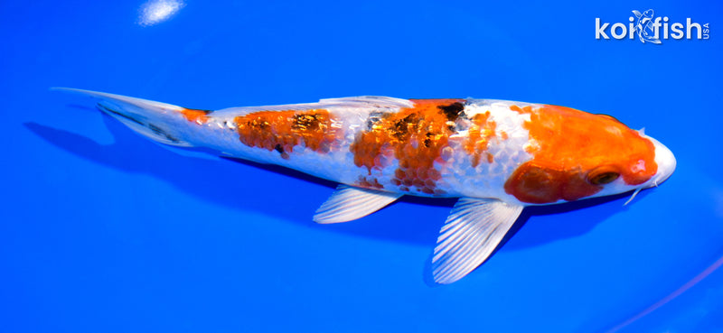 8.25" GINRIN YAMATO NISHIKI