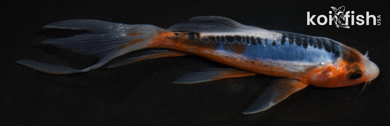 5.5" SHUSUI BUTTERFLY