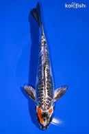 6.75" BENI KIKOKURYU