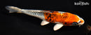 7.75" KUJAKU