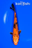 6.25" KIN HI UTSURI