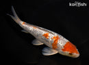 8.25" GINRIN OCHIBA SHIGURE