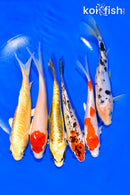 PACK OF (6) 5.5-6" STANDARD IMPERFECT KOI