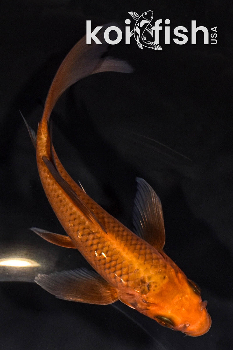 6" CHAGOI BUTTERFLY