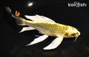 8.25" KI MATSUBA BUTTERFLY