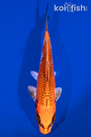 7.25" KUJAKU