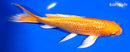 7.75" GINRIN ORENJI OGON BUTTERFLY