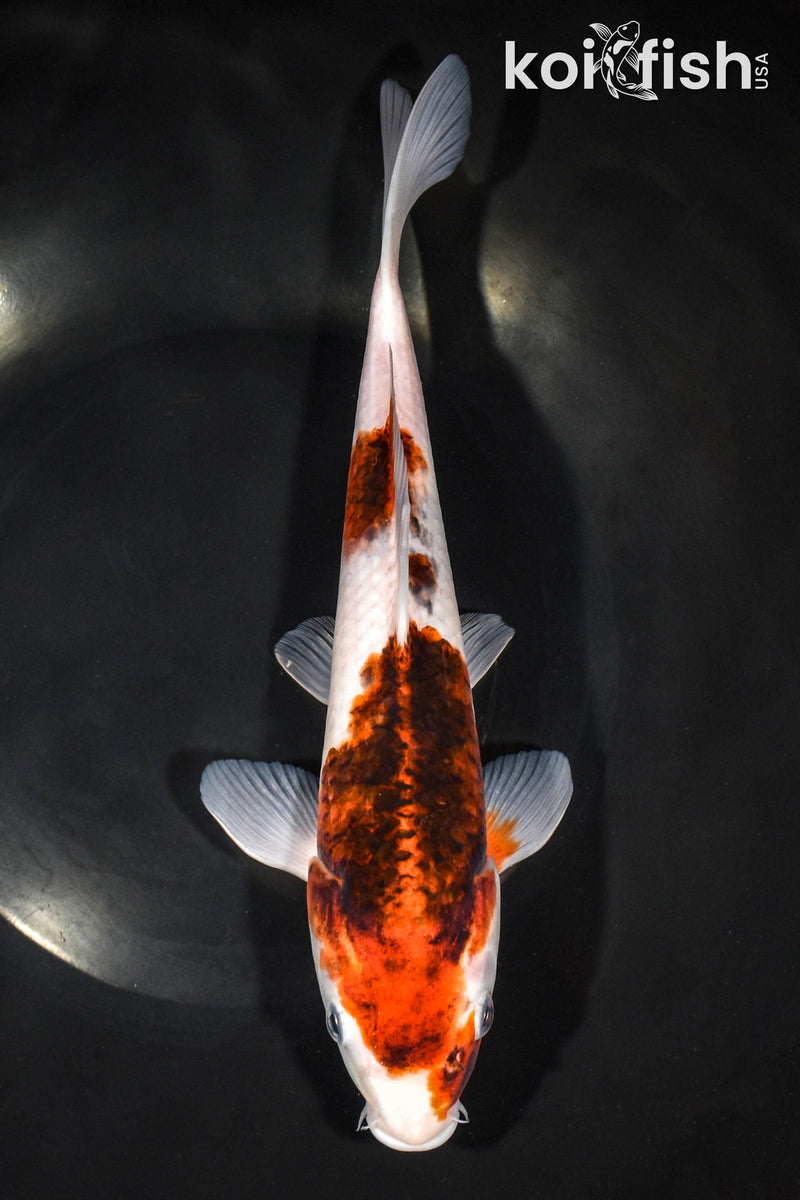 10.25" GOROMO