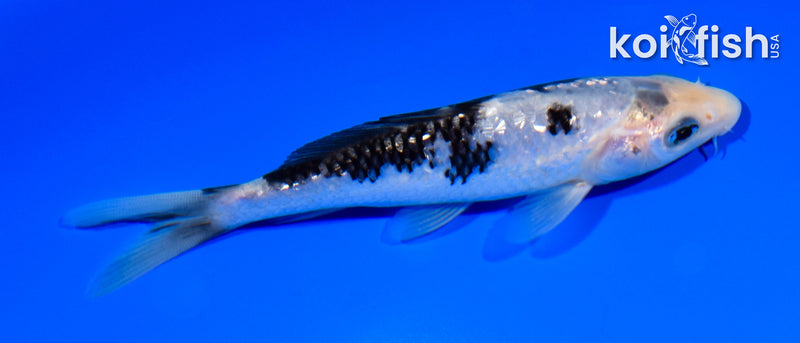 5" GINRIN MATSUKAWABAKE