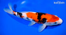 11.25" SANKE