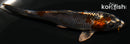 3.75" BENI GINGA