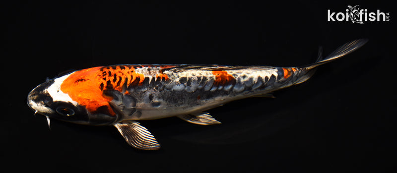 7.75" BENI KIKOKURYU
