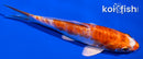 6" GINRIN KIKUSUI