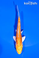 4.5" ARAGOKE KIKUSUI