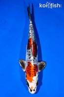 11.5" BENI KIKOKURYU