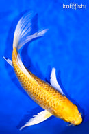 8.5" GINRIN YAMABUKI OGON BUTTERFLY