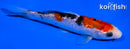 5.5" GINRIN SANKE