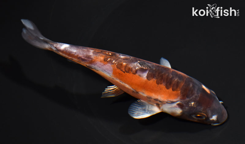 5.25" HI SHUSUI
