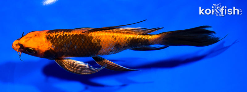 7.5" KIN HI UTSURI BUTTERFLY