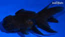 5" ORANDA GOLDFISH
