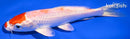 5.25" MARUTEN HARIWAKE