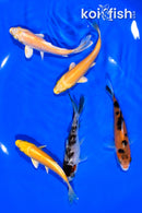 PACK OF (5) 4-4.25" STANDARD KOI
