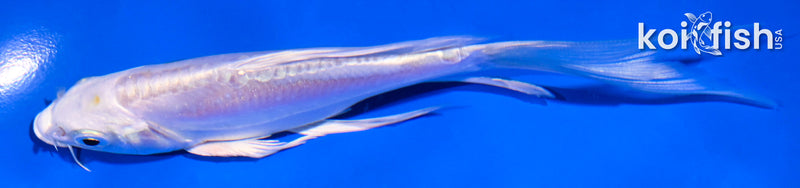 5.5" DOITSU PLATINUM OGON BUTTERFLY