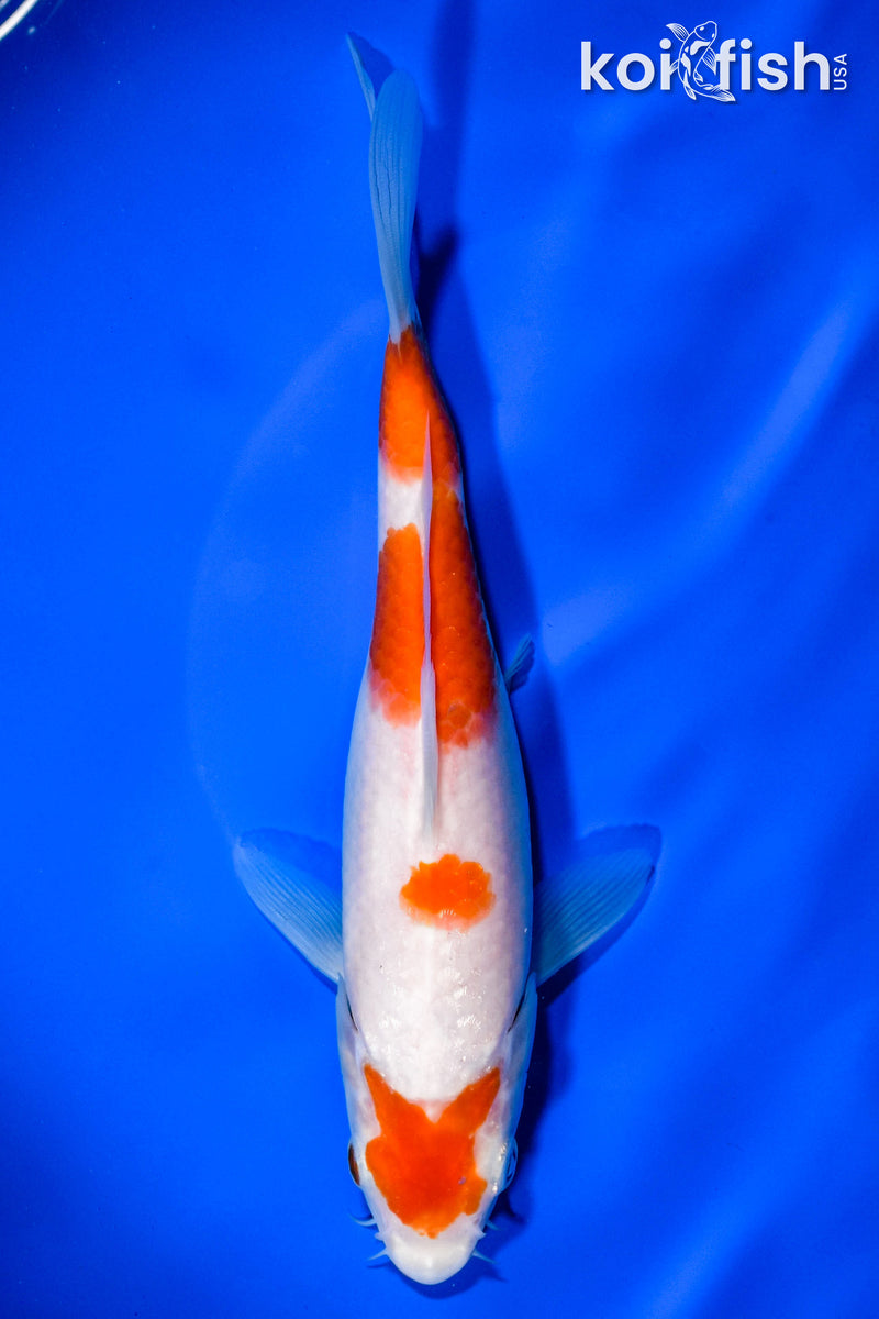 8" KOHAKU